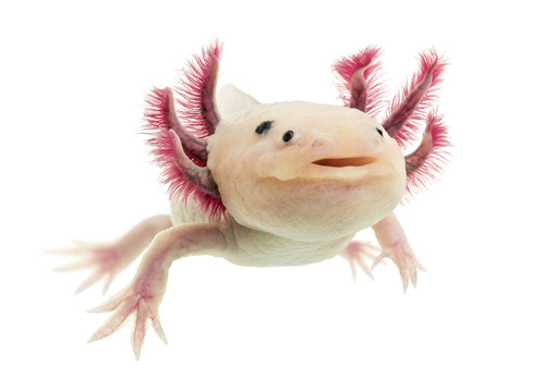 Home  Tina's Happy Axolotls - Buy an Axolotl, Shop for Axolotls