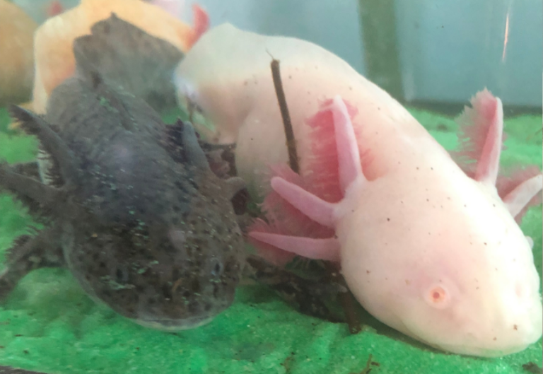 Happy Axolotls Bulk Box – Archie McPhee