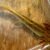 “Shivers” hypomelanistic 4 inches - Image 4