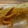 “Shivers” hypomelanistic 4 inches - Image 2
