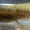“Shivers” hypomelanistic 4 inches - Image 3