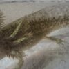 “Gator” Wild Type 3 inches - Image 3