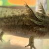 “Gator” Wild Type 3 inches - Image 2