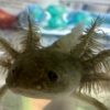“Gator” Wild Type 3 inches