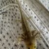 “Gator” Wild Type 3 inches - Image 4