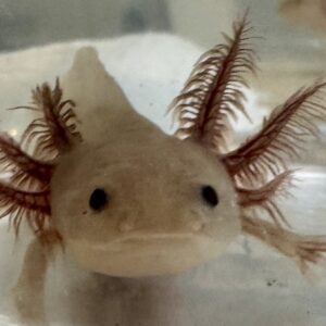 “Thyme” 3-4 inch melanoid copper juvenile