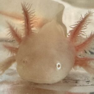 “Belly” 3-4 inch albino juvenile
