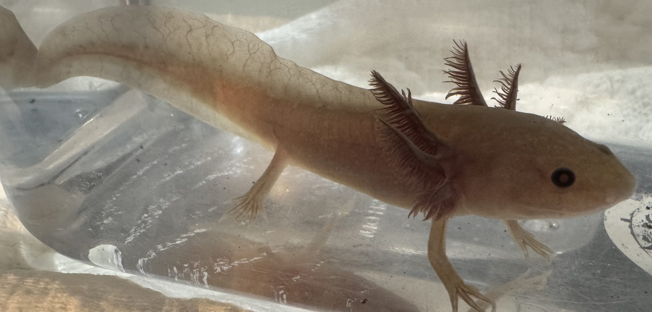 “Bonanza” 3-4 inch melanoid copper juvenile - Image 3