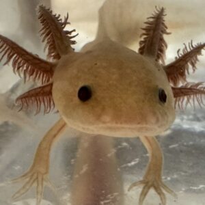 “Bonanza” 3-4 inch melanoid copper juvenile