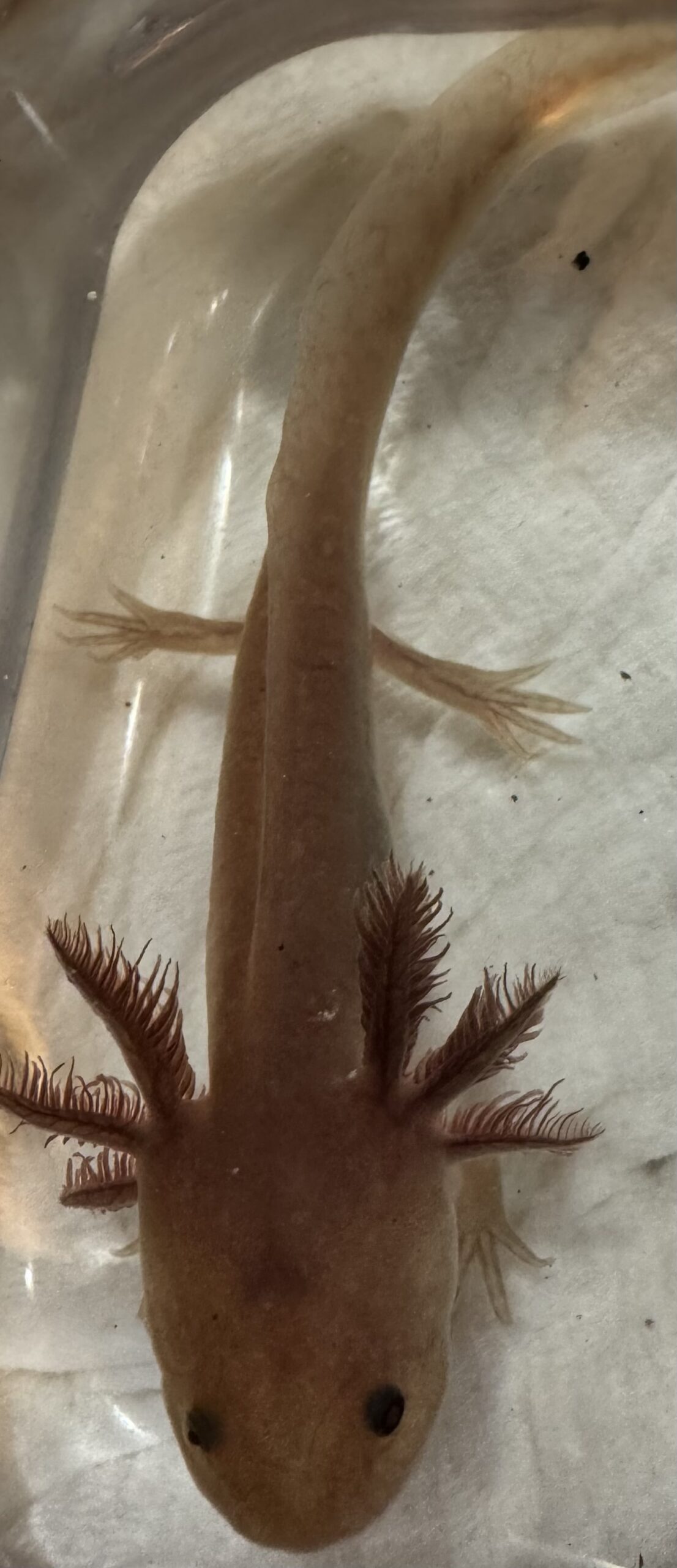“Bonanza” 3-4 inch melanoid copper juvenile - Image 2