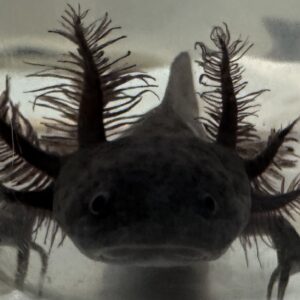 “Star” 5-6 inch melanoid juvenile
